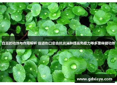 白芨的功效与作用解析 促进伤口愈合抗炎消肿提高免疫力等多重保健功效 白芨的功效与作用解析 促进伤口愈合抗炎消肿提高免疫力等多重保健功效